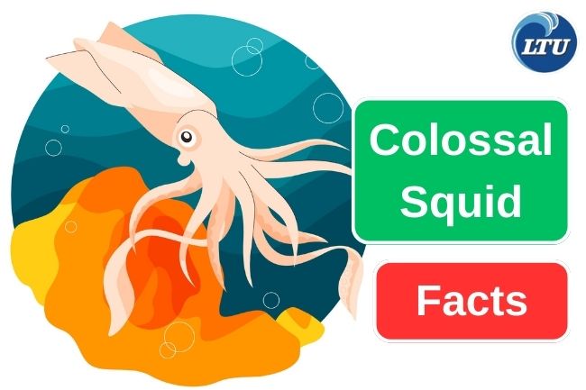 5 Things About Colossal Squid You Need to Know